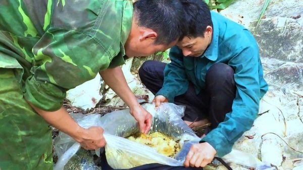 荒野求生蜂蜜怎么得（荒野求生怎么养蜜蜂）-图3