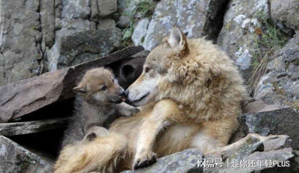 荒野求生母狼需要（荒野求生母狼栖息地怎么解锁）-图3