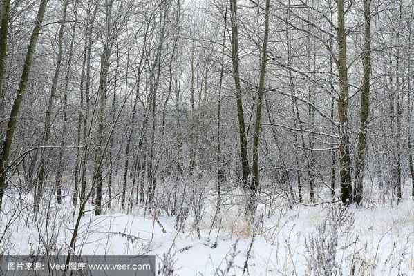 荒野出雪地（荒野雪景图片）