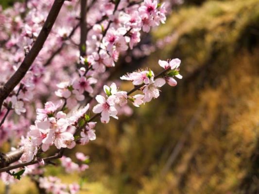 桃花社区怎么玩（桃花社区怎么样）-图3