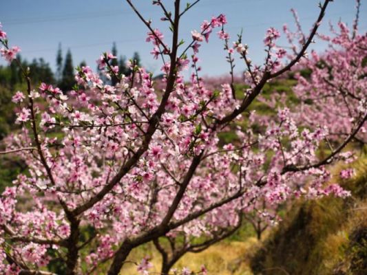 桃花社区怎么玩（桃花社区怎么样）-图2