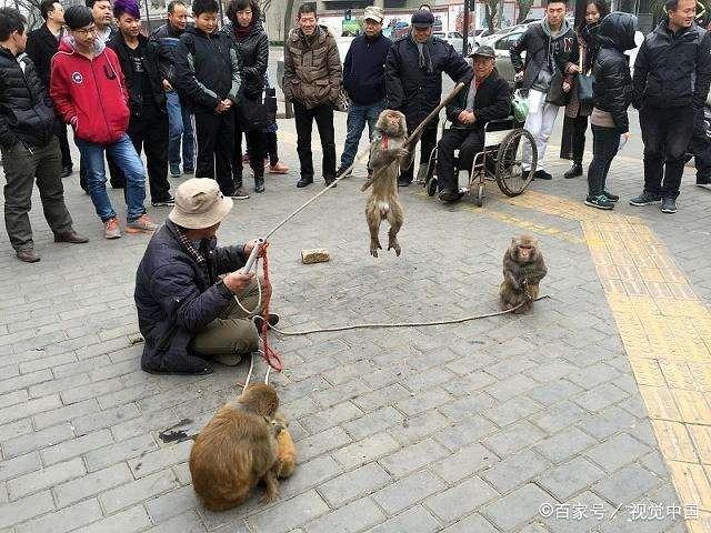 猴子需要怎么玩（猴子到底该怎么玩）-图2