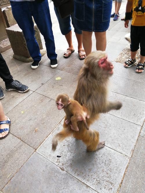 猴子需要怎么玩（猴子到底该怎么玩）-图1