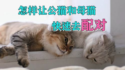 配对猫怎么玩（猫怎样配对）-图2