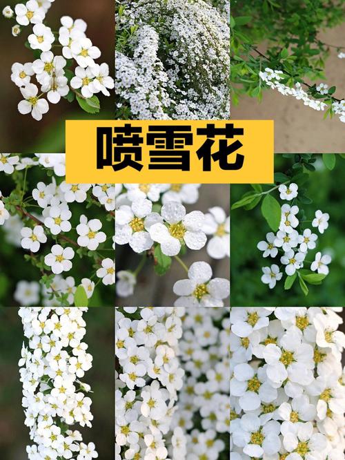 奥机花怎么玩（奥花怎么吃好）-图3