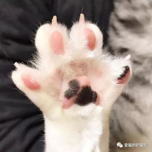 怎么玩猫爪（猫爪怎么玩?）