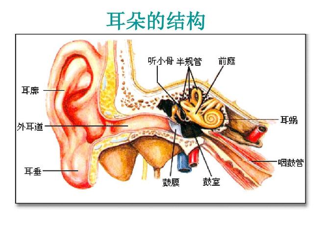 人体工厂耳朵怎么玩（人体工厂听觉攻略）-图1