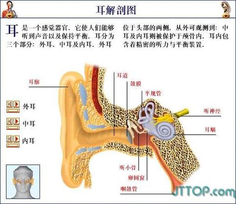 人体工厂耳朵怎么玩（人体工厂听觉攻略）-图2