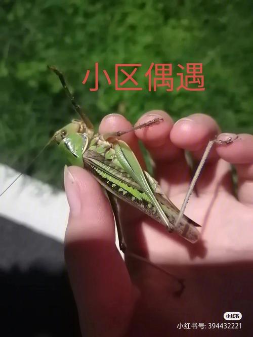 新版蚂蚱怎么玩（蚂蚱的模式）