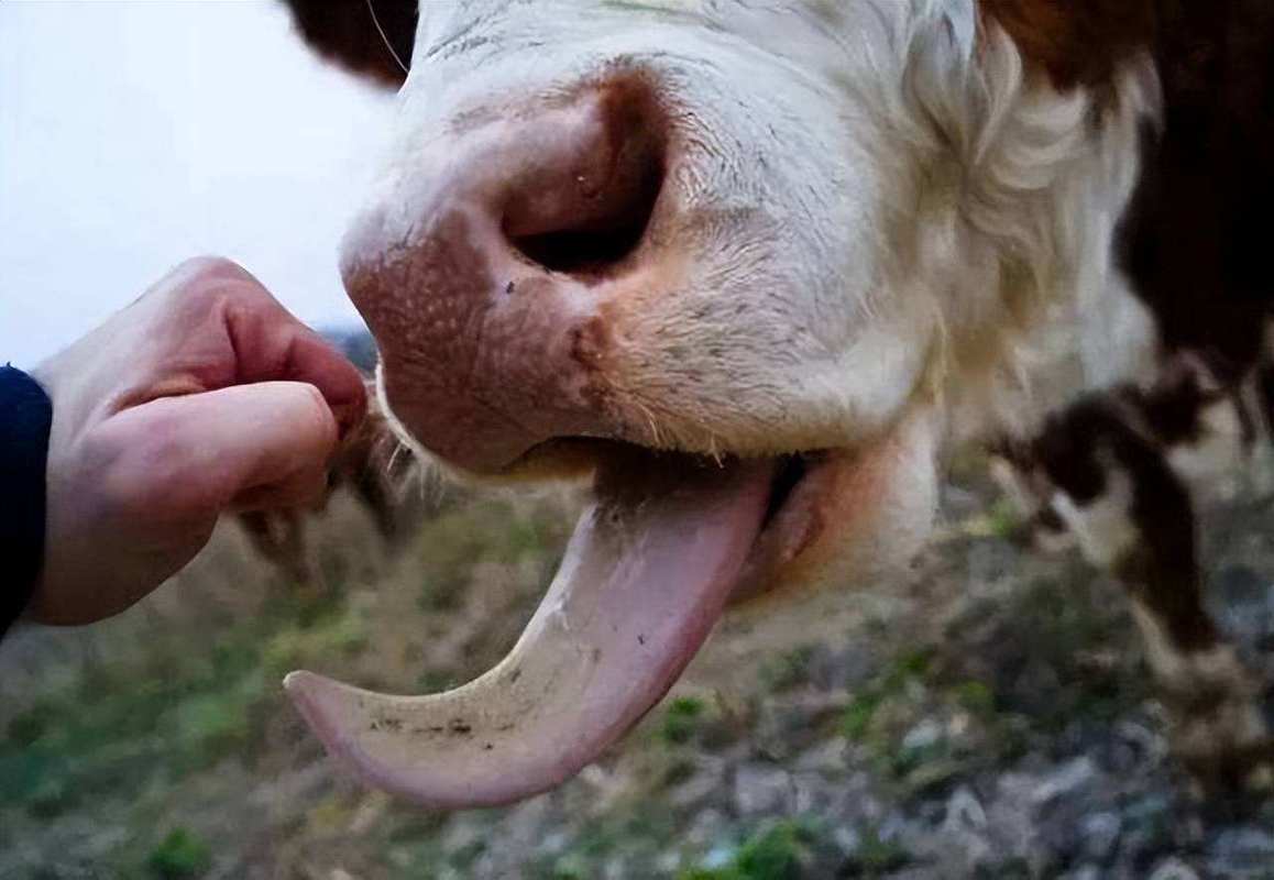 牛玩舌头怎么治疗（牛玩舌头怎样治疗）