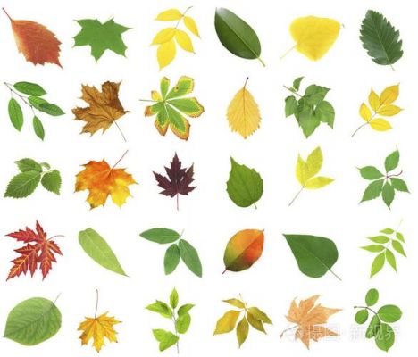 有多少种叶子颜色（叶子有多种颜色的植物）-图3
