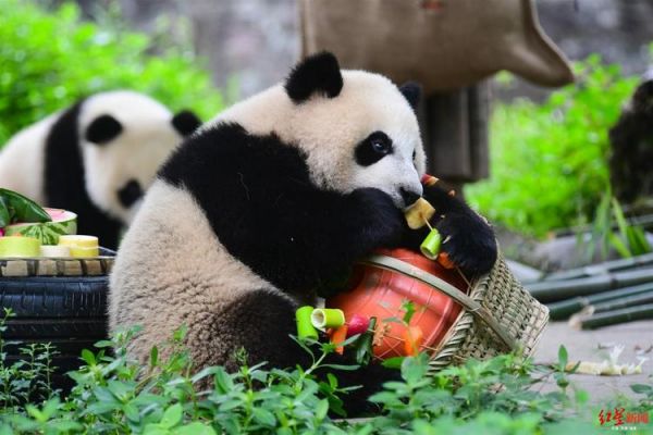关于佛跳墙多少钱一份熊猫的信息-图3