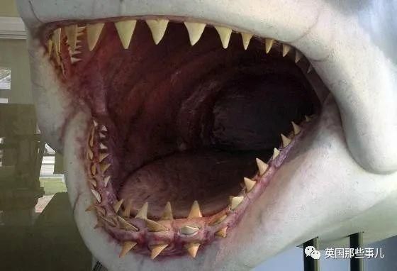鲨鱼有多少颗牙齿（鲨鱼有多少颗牙齿介绍）-图3
