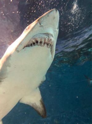 鲨鱼有多少颗牙齿（鲨鱼有多少颗牙齿介绍）-图2
