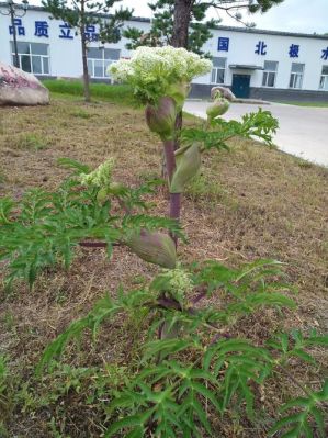 北极药材多少钱一斤（北极药材怎么种植）