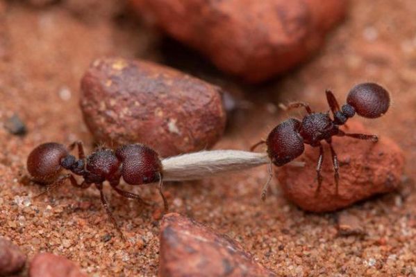 蚂蚁腰围多少（蚂蚁尺寸一般是多少）-图3