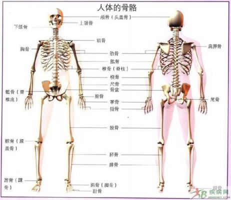 人体多少谷歌（人体大约有多少骨骼）-图2