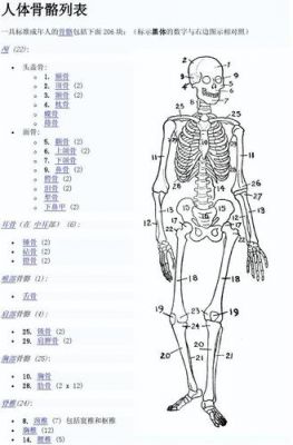 人体多少谷歌（人体大约有多少骨骼）-图1