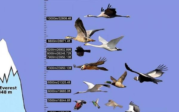 鸟的飞行速度多少（鸟类的飞行速度排名前1000）