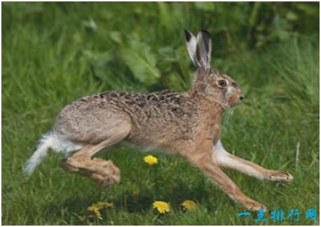 兔子每秒速度是多少（兔子每秒大约跑多少米）-图3