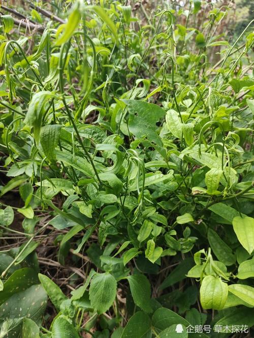 鞭尾草多少（鞭须草的功能）