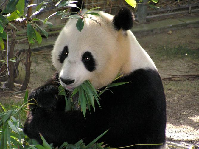 熊猫车票送多少竹子（熊猫买票）-图3