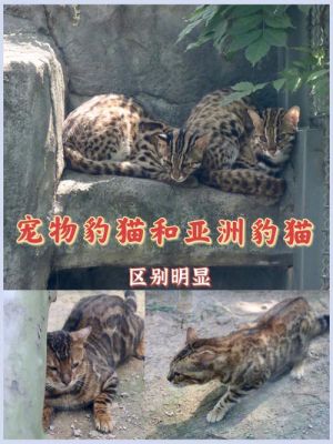 猫灵比豹子贵多少（豹猫和小灵猫的区别）-图1