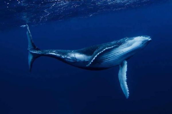 鲸身长多少（鲸的身长）-图3