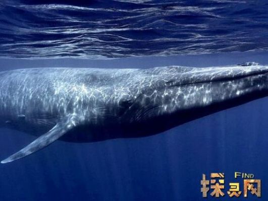 鲸身长多少（鲸的身长）-图2