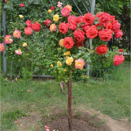 玫瑰花有多少品种（玫瑰花有多少品种有没有像树~样的）