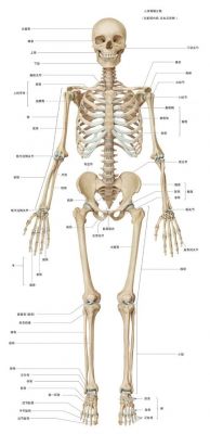 骨头照片多少钱（骨骼照片多少钱）-图1