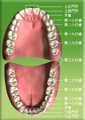 牙齿多少颗皇帝（多少颗牙齿?）-图2