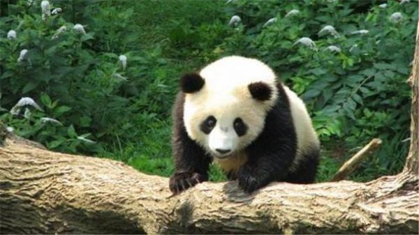 大熊猫的体温多少（大熊猫温和吗）-图2