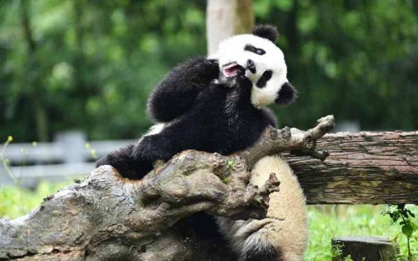 大熊猫的体温多少（大熊猫温和吗）