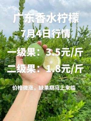 香水柠檬价格是多少（香水柠檬价格是多少钱一棵）